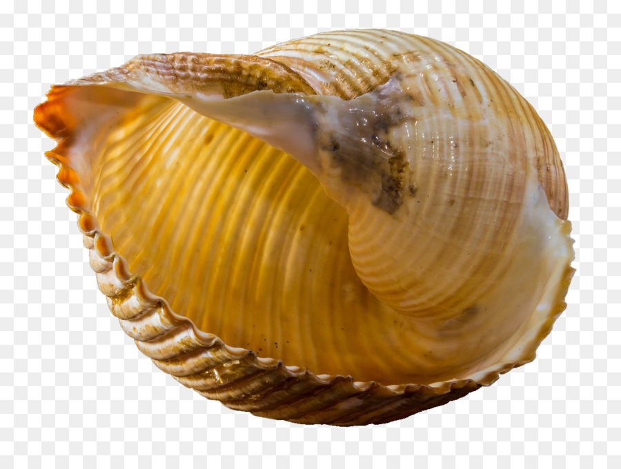 Concha，Caracol PNG