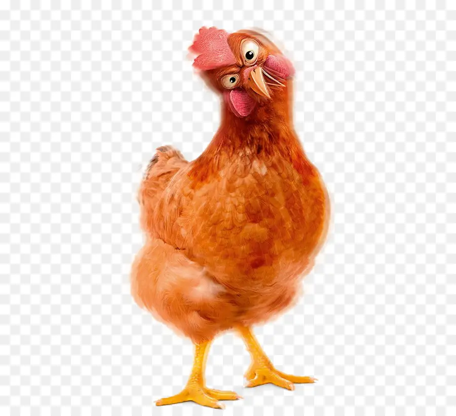 Polaco De Pollo，Gallo PNG