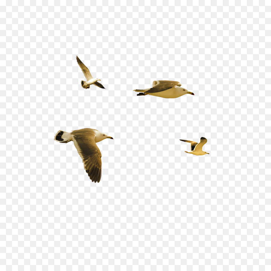 Pájaro，Pato PNG