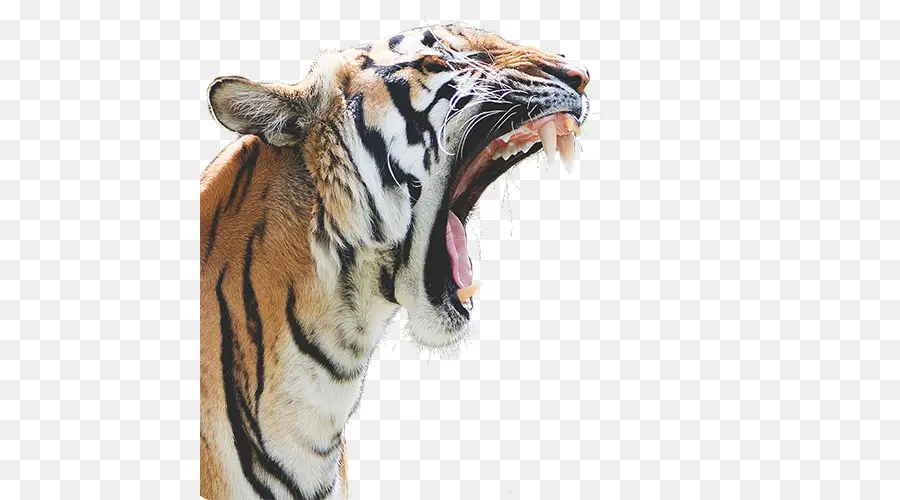 Felidae，Tigre De Bengala PNG