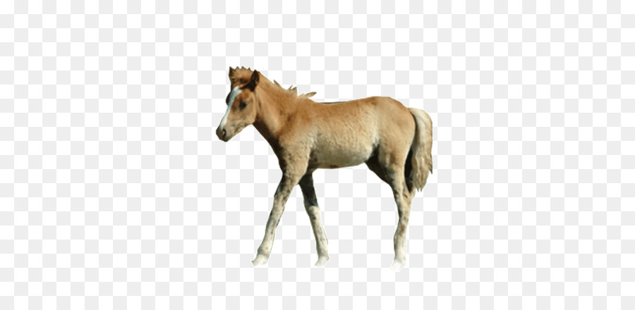 Potro，Caballo PNG