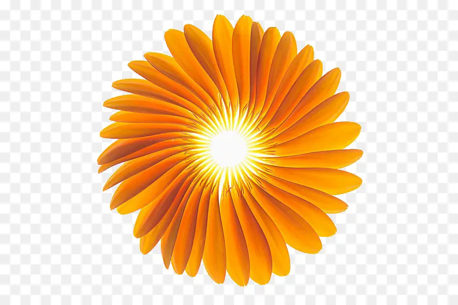 Gerbera Jamesonii，Una Fotografía De Stock PNG