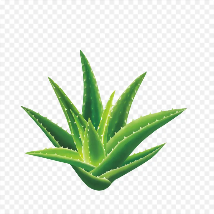 Aloe Vera，Aloína PNG