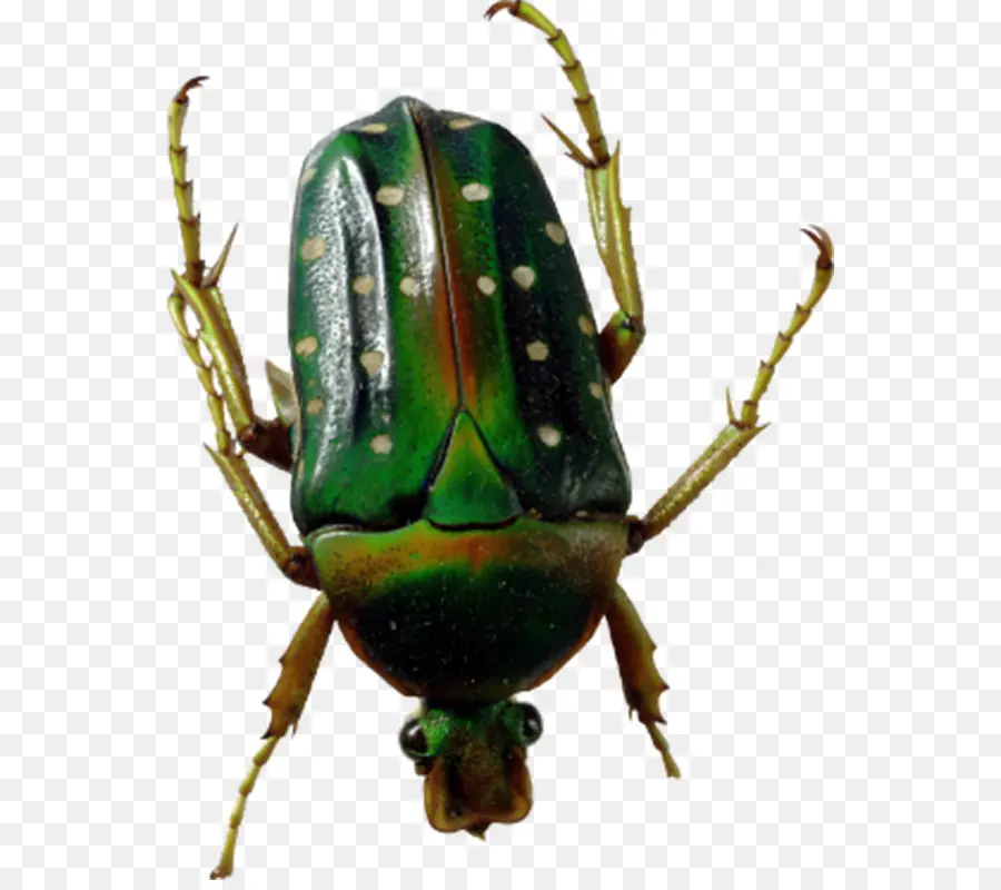 Escarabajo，Formatos De Archivo De Imagen PNG