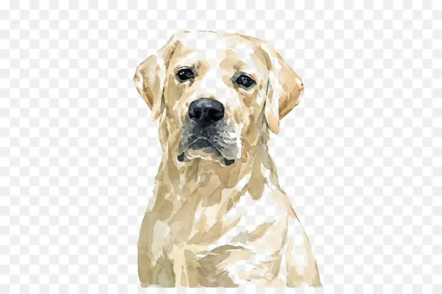 Labrador Retriever，Golden Retriever PNG