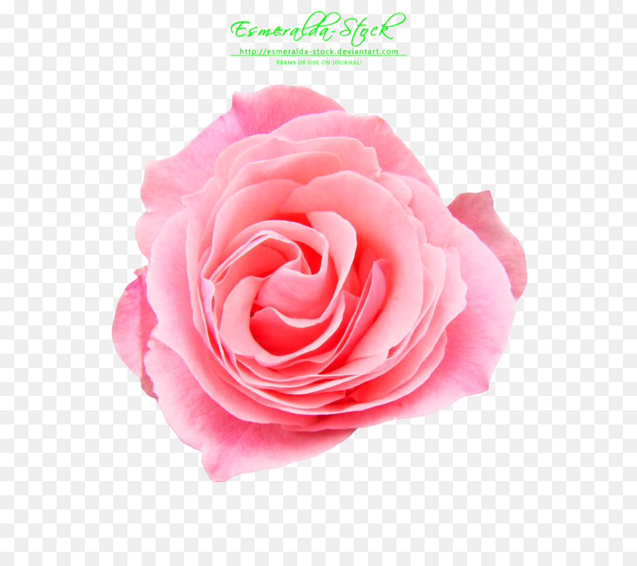 Rosa，Flor PNG