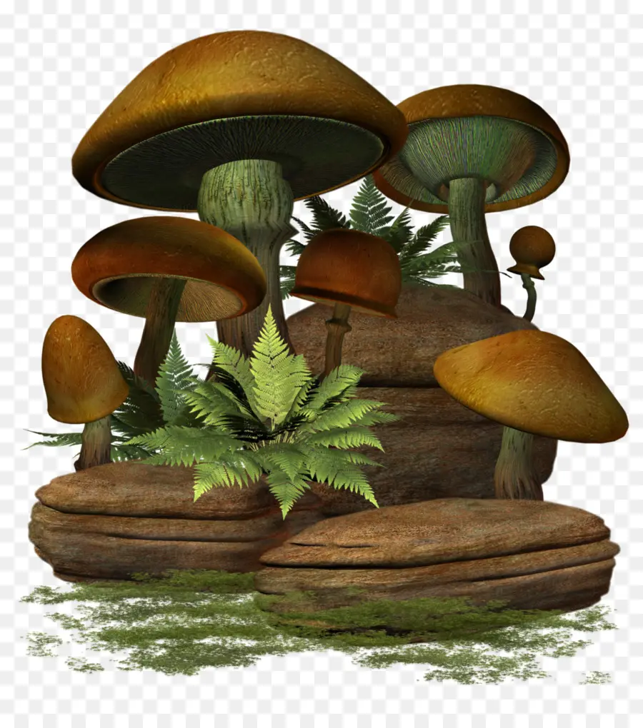 Hongos，Bosque PNG