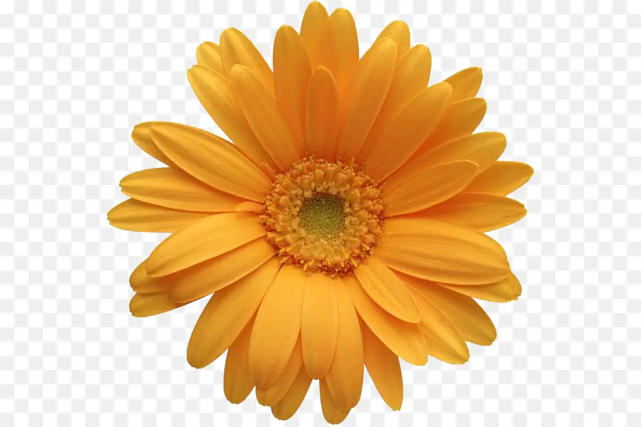 Transvaal Daisy，Flor PNG