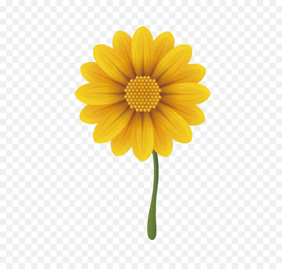 Gerbera Jamesonii，Común Daisy PNG