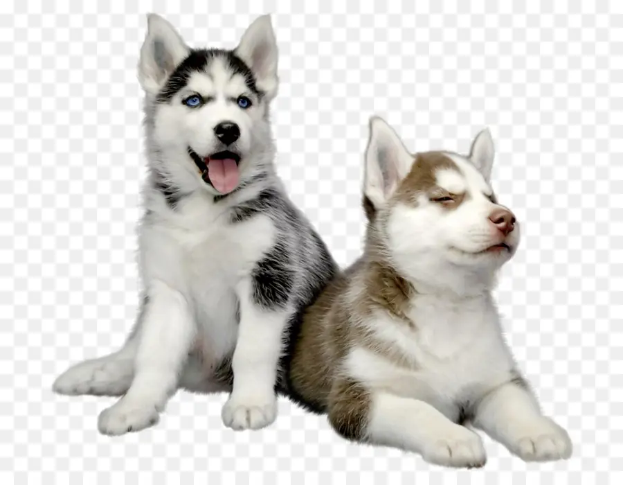 Husky Siberiano，Cachorro PNG