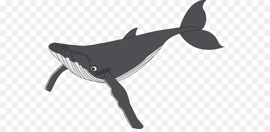 Ballena，Océano PNG