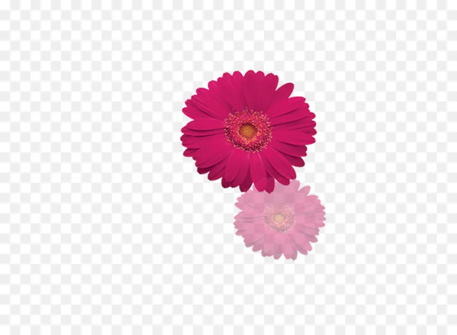 Flor Rosa，Rosa PNG