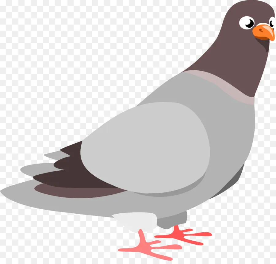 Homing Pigeon，El Molinete De La Paloma PNG
