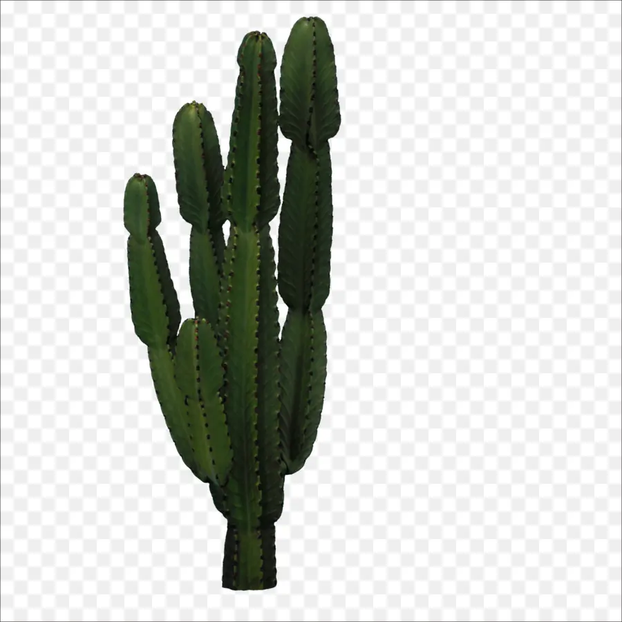 Cactus Realista，Verde PNG