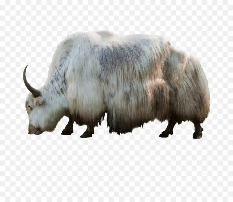 Yak Blanco，Pelo PNG