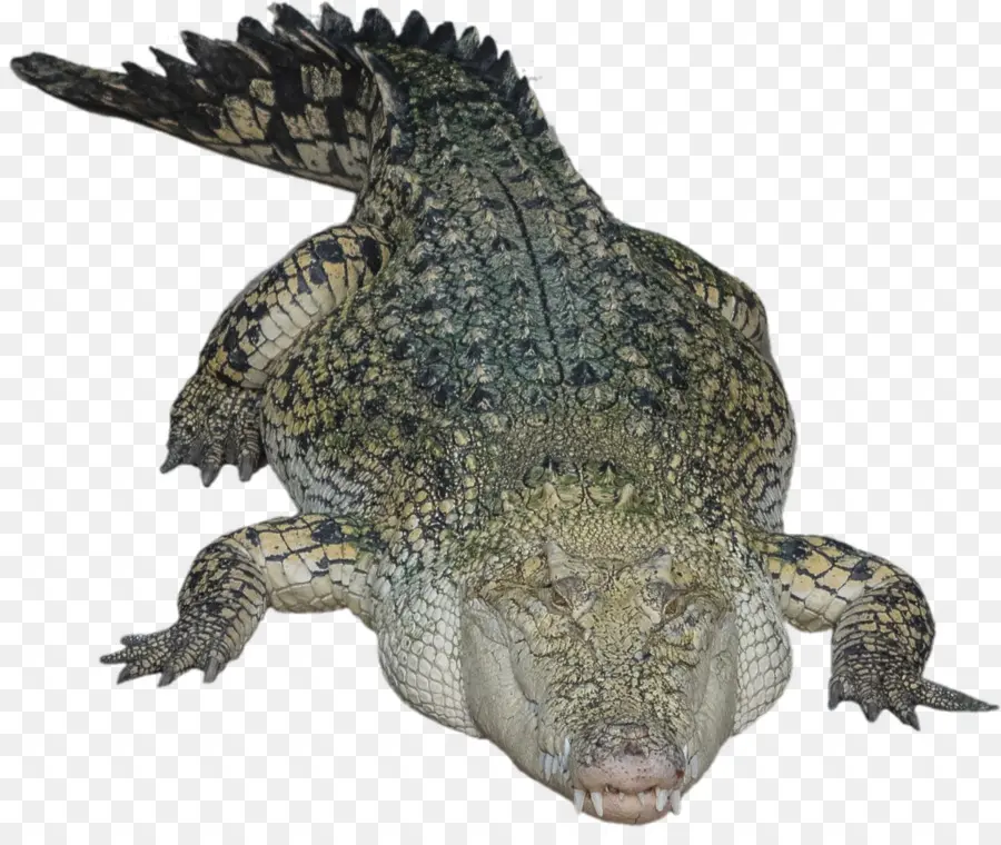 Cocodrilo，Reptil PNG