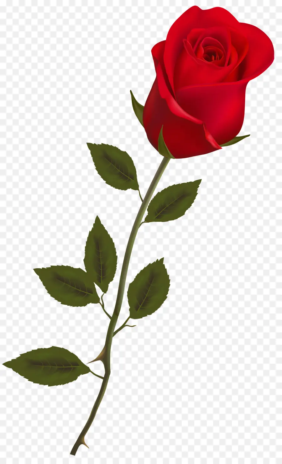 Rosa，Rojo PNG