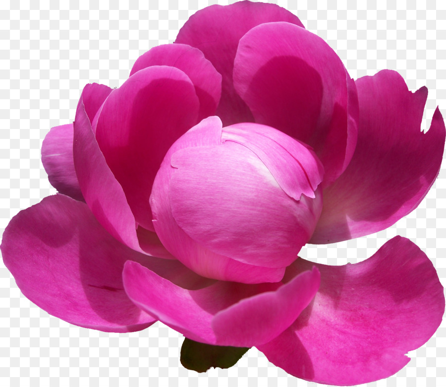 Rosas De Centifolia，Peonía PNG