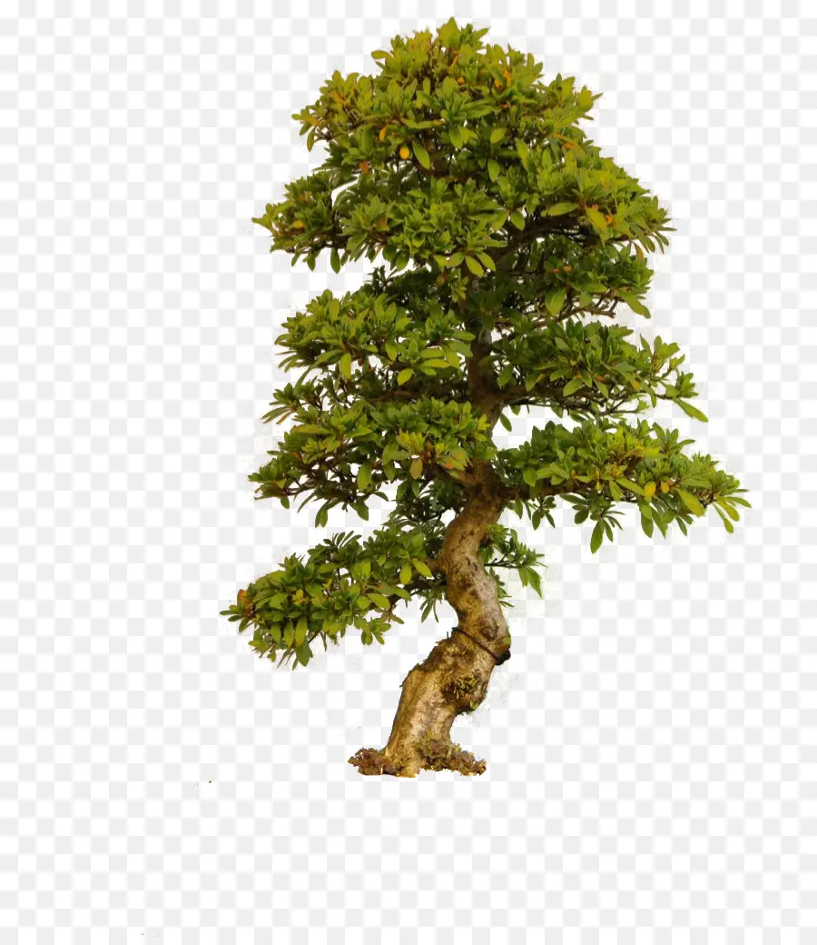 Árbol Bonsái，Hojas PNG