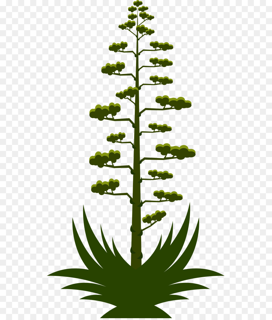 Euclídea Del Vector，árbol PNG