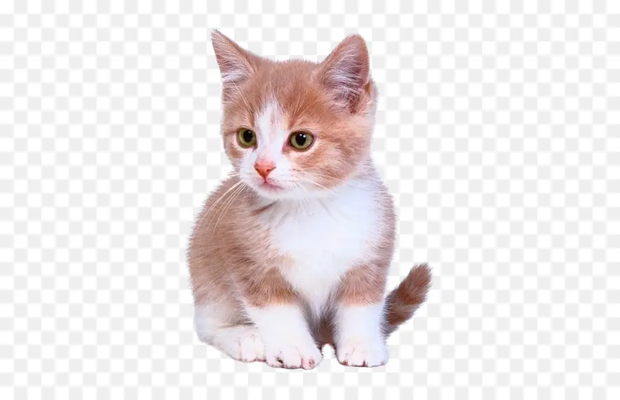 Gatito，Gato PNG