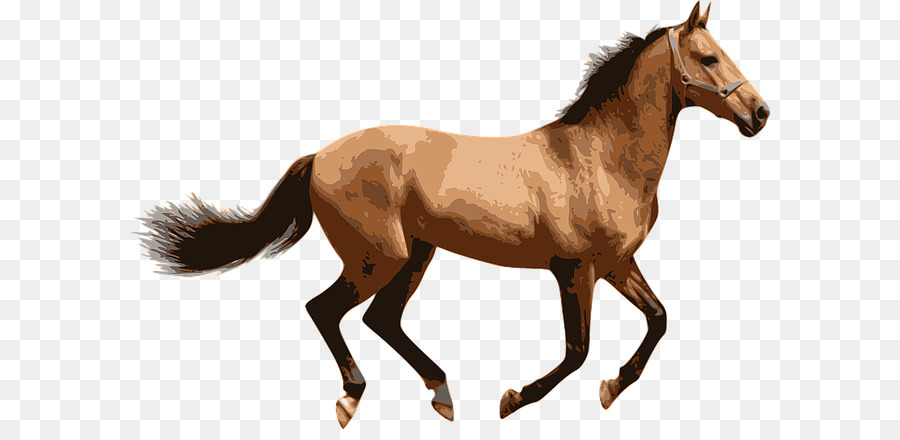 Caballo Corriendo，Animal PNG