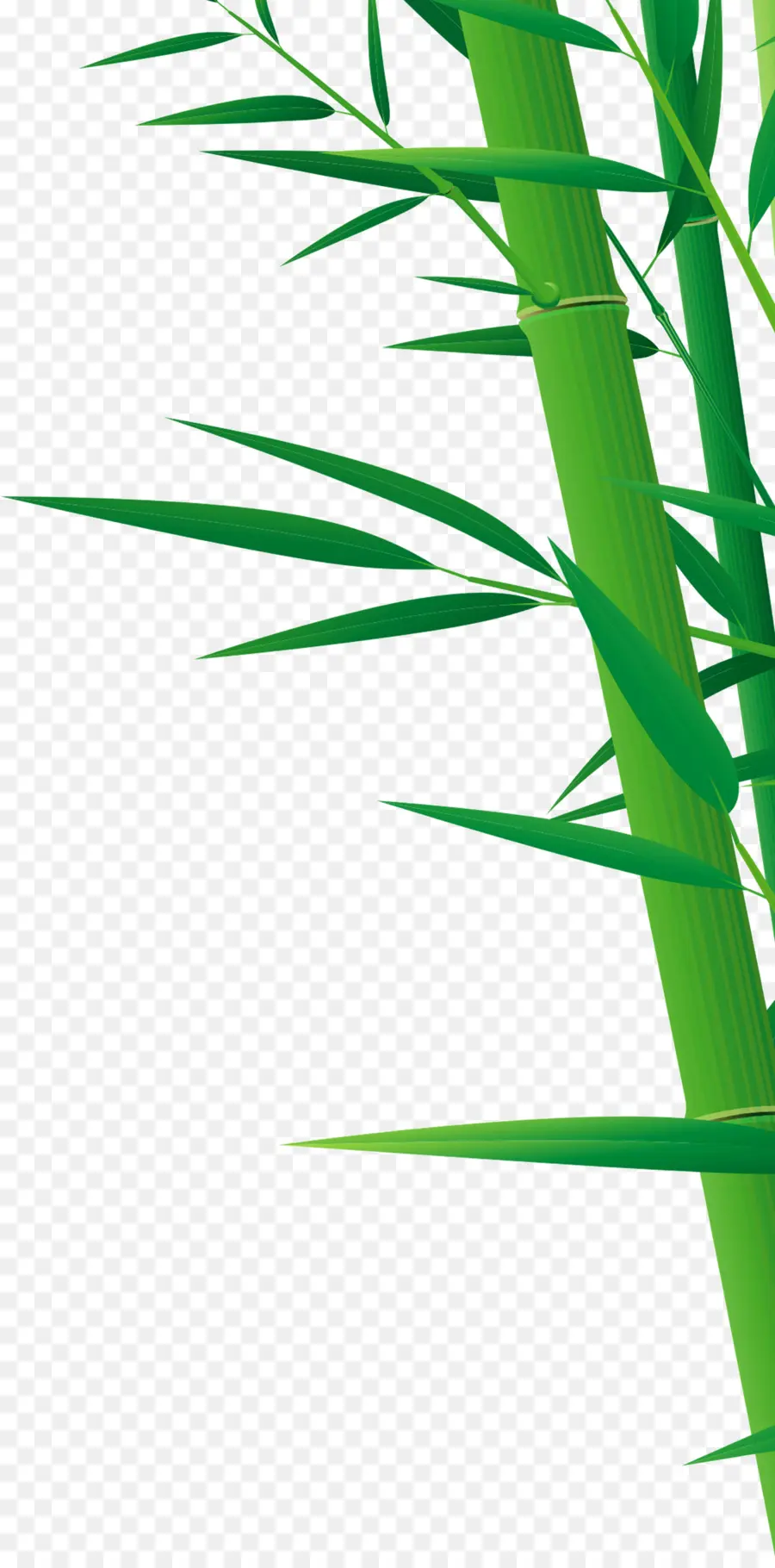 Bambú，Dibujo PNG