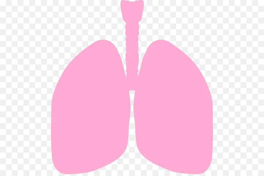 Pulmones，Respiratorio PNG