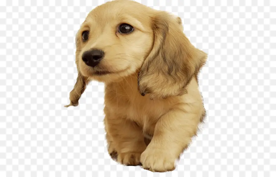 Golden Retriever，Cachorro PNG