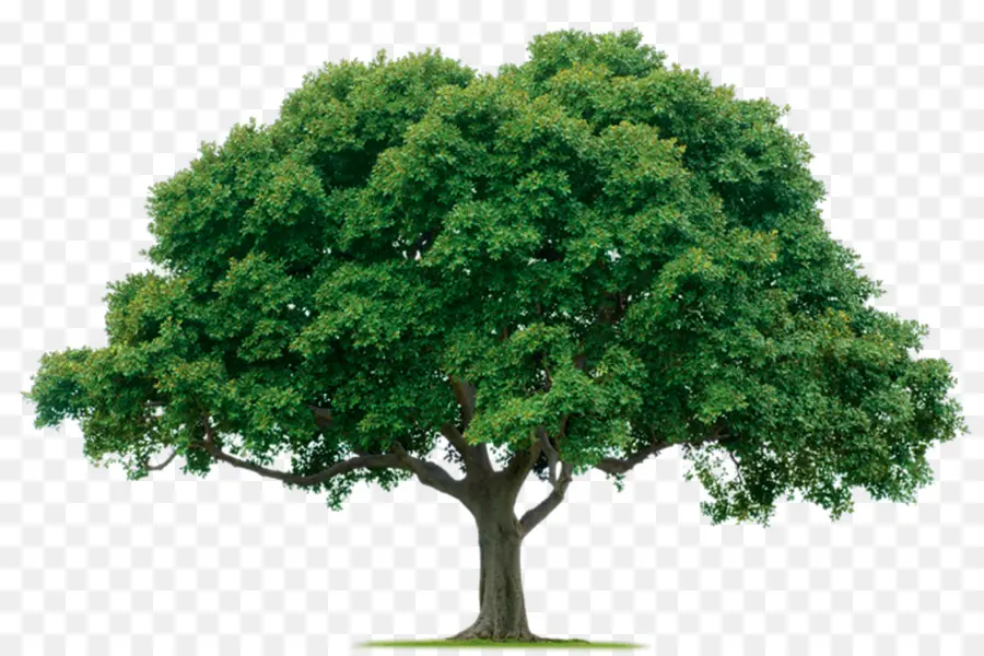 árbol，Poda PNG