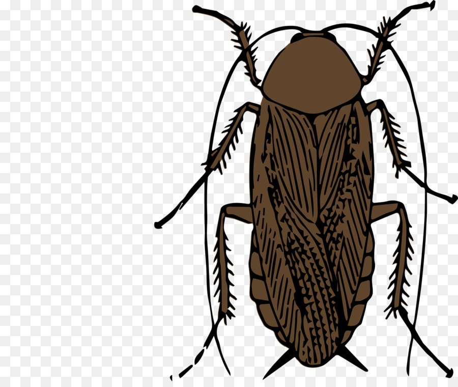 Cucaracha，Los Insectos PNG