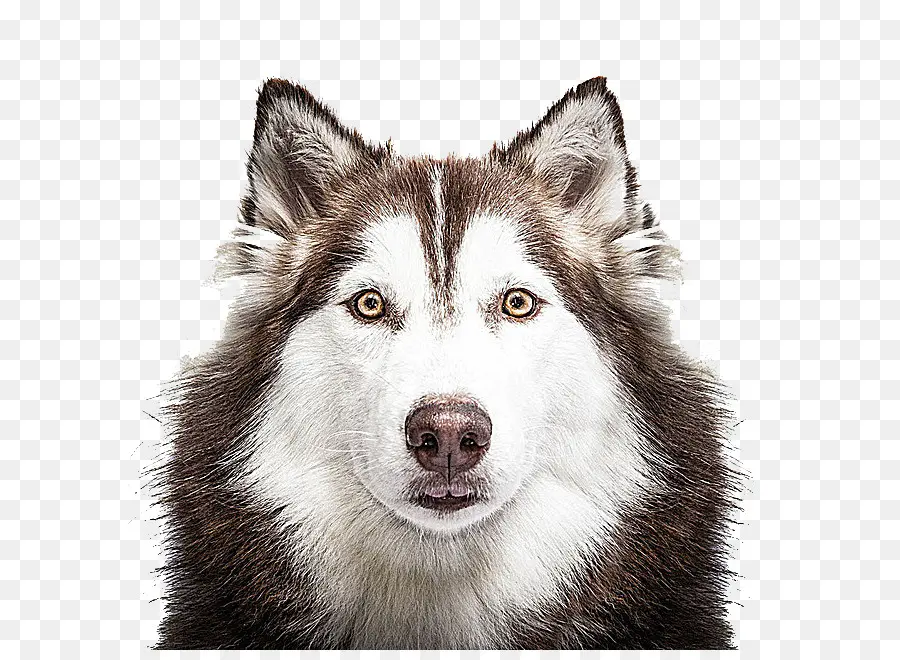 Husky Siberiano，De La Hoja De Cama PNG