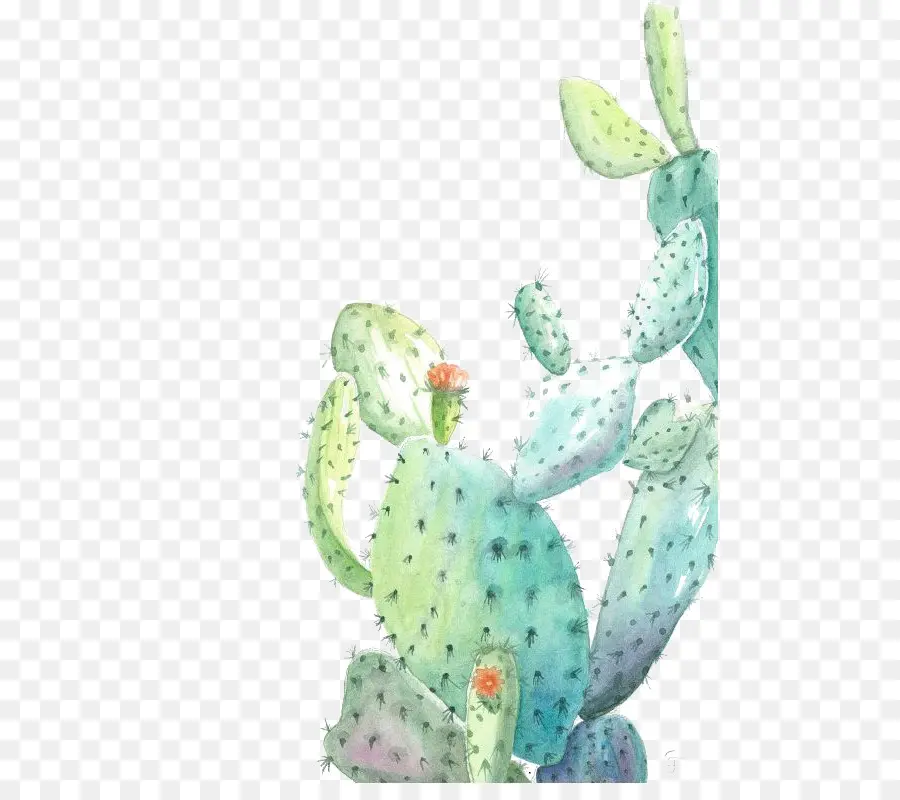 Cactus，Suculento PNG