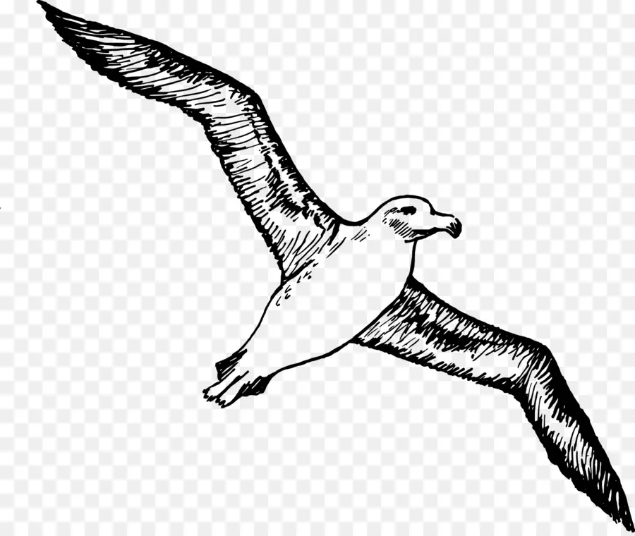 Pájaro，Albatros PNG