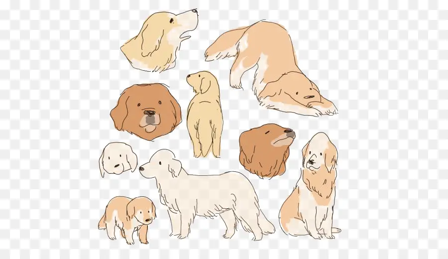 Golden Retriever，Labrador Retriever PNG