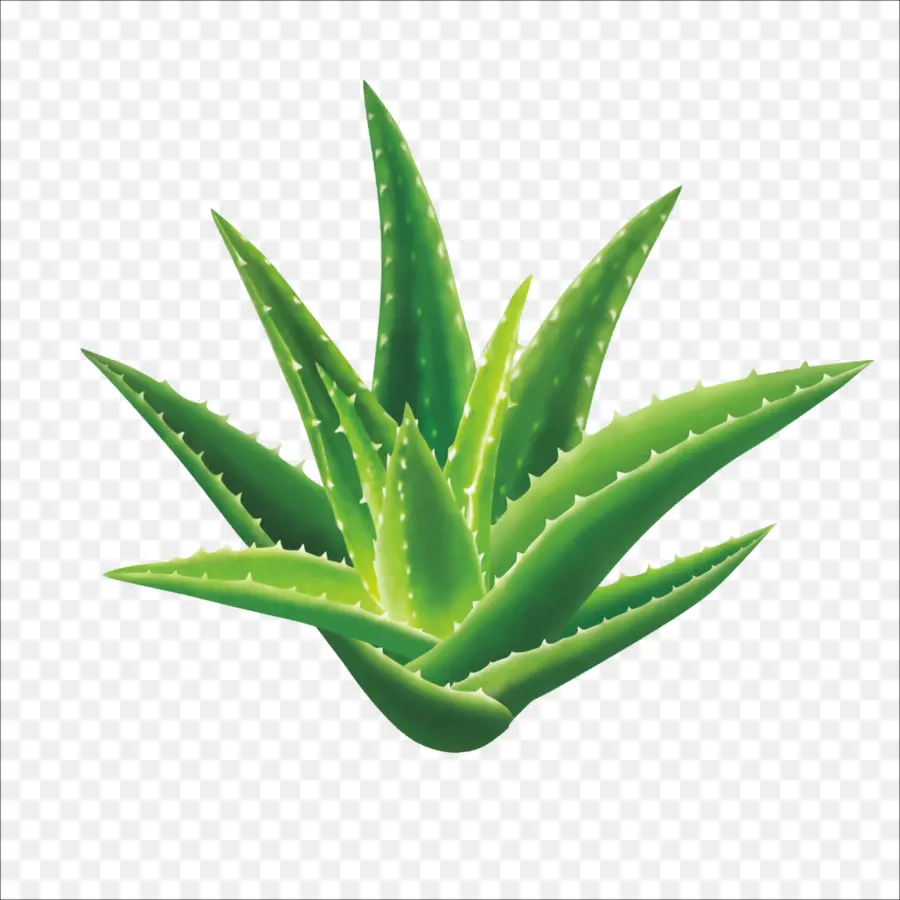 Aloe Vera，Aloína PNG