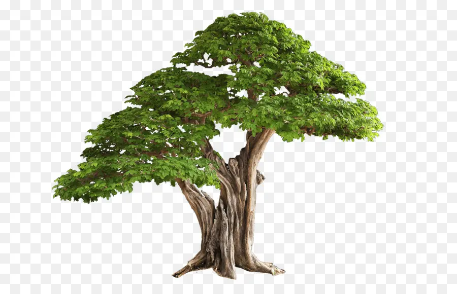 Árbol，Sucursales PNG