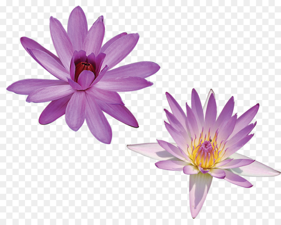 Nelumbo Nucifera，Descargar PNG