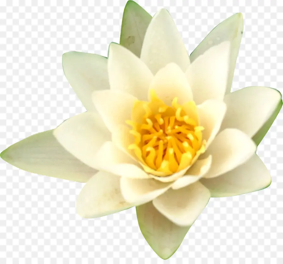 Los Lirios De Agua，Nelumbo Nucifera PNG