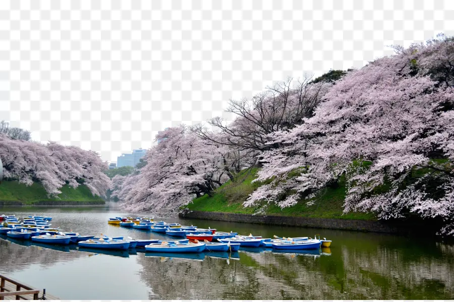 Barcos，Flores De Cerezo PNG