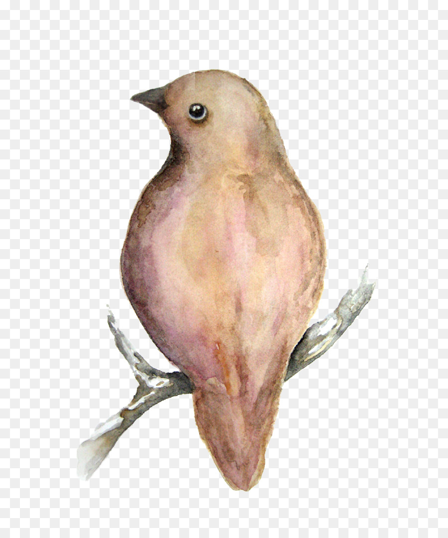 Gorrión，Finch PNG