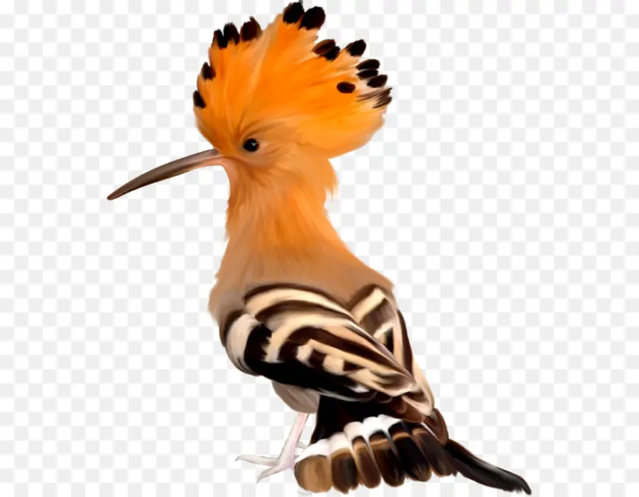 Pájaro Abubilla，Cresta PNG