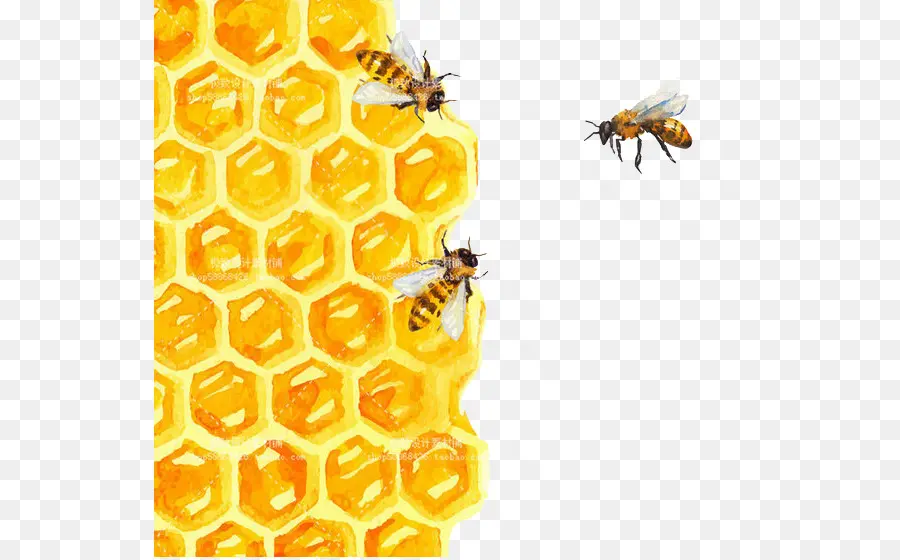 Panal Y Abejas，Miel PNG