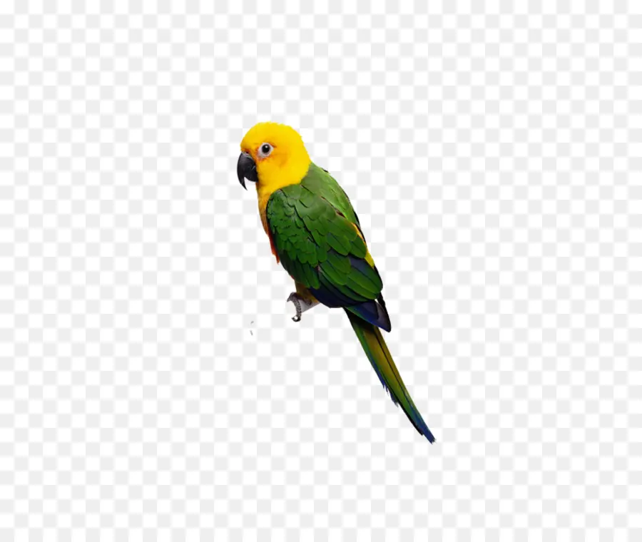 Aves，Budgericar PNG