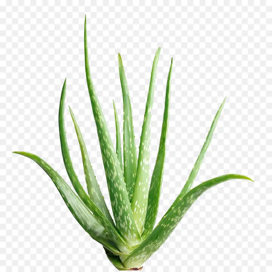 Aloe Vera，Planta PNG