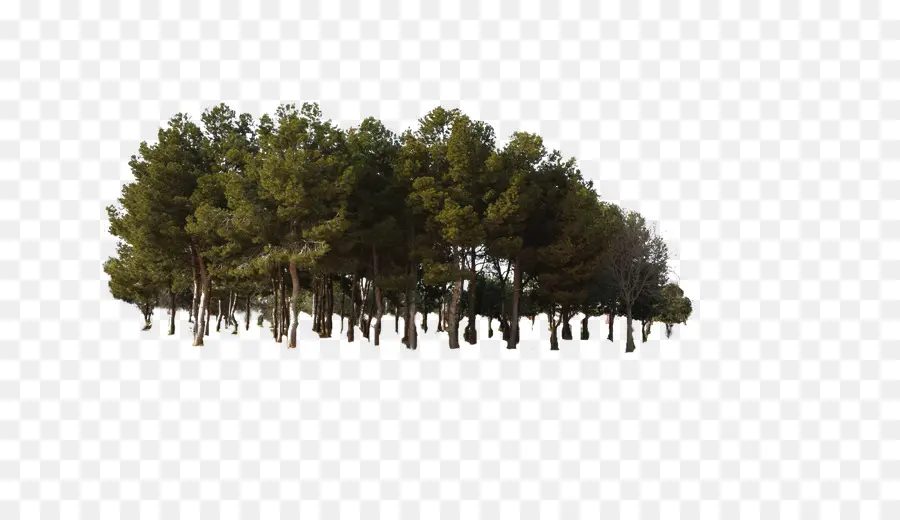 Pinos，Bosque PNG