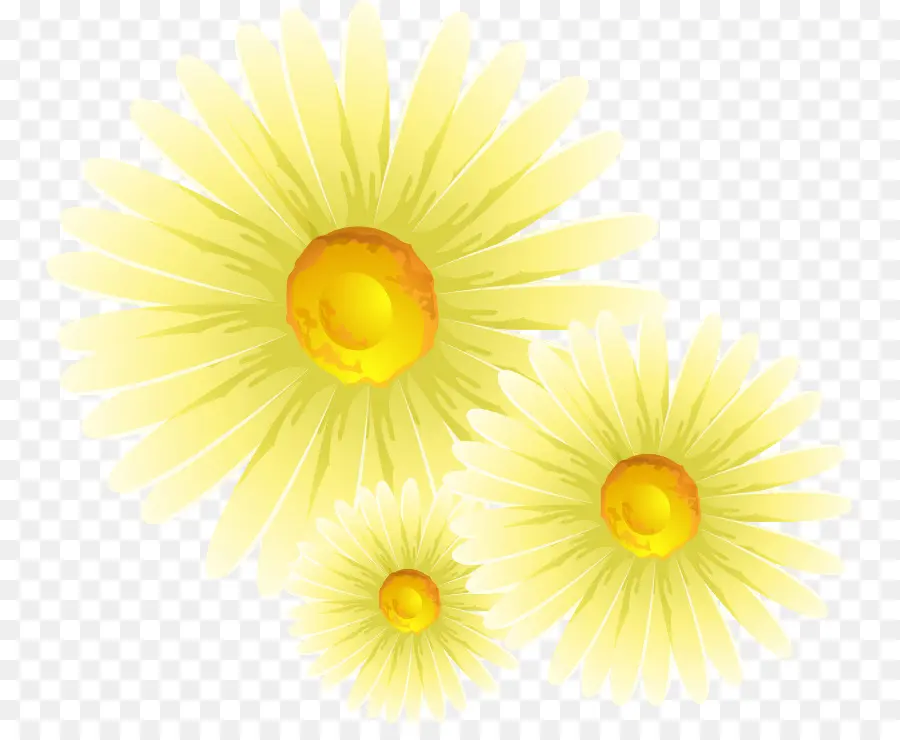 Crisantemo，Común Daisy PNG