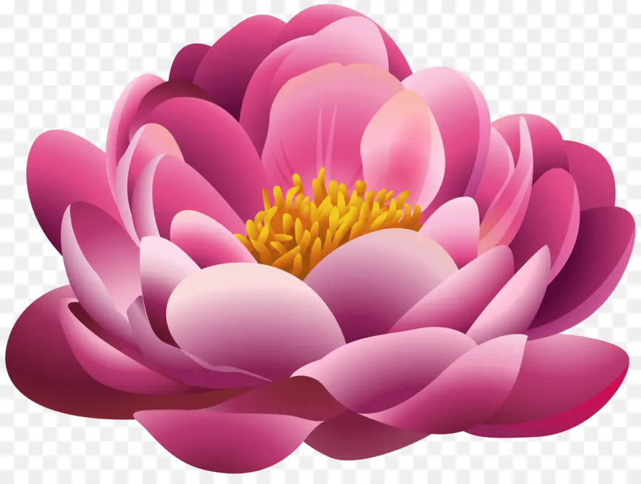 Flor，Flores De Color Rosa PNG