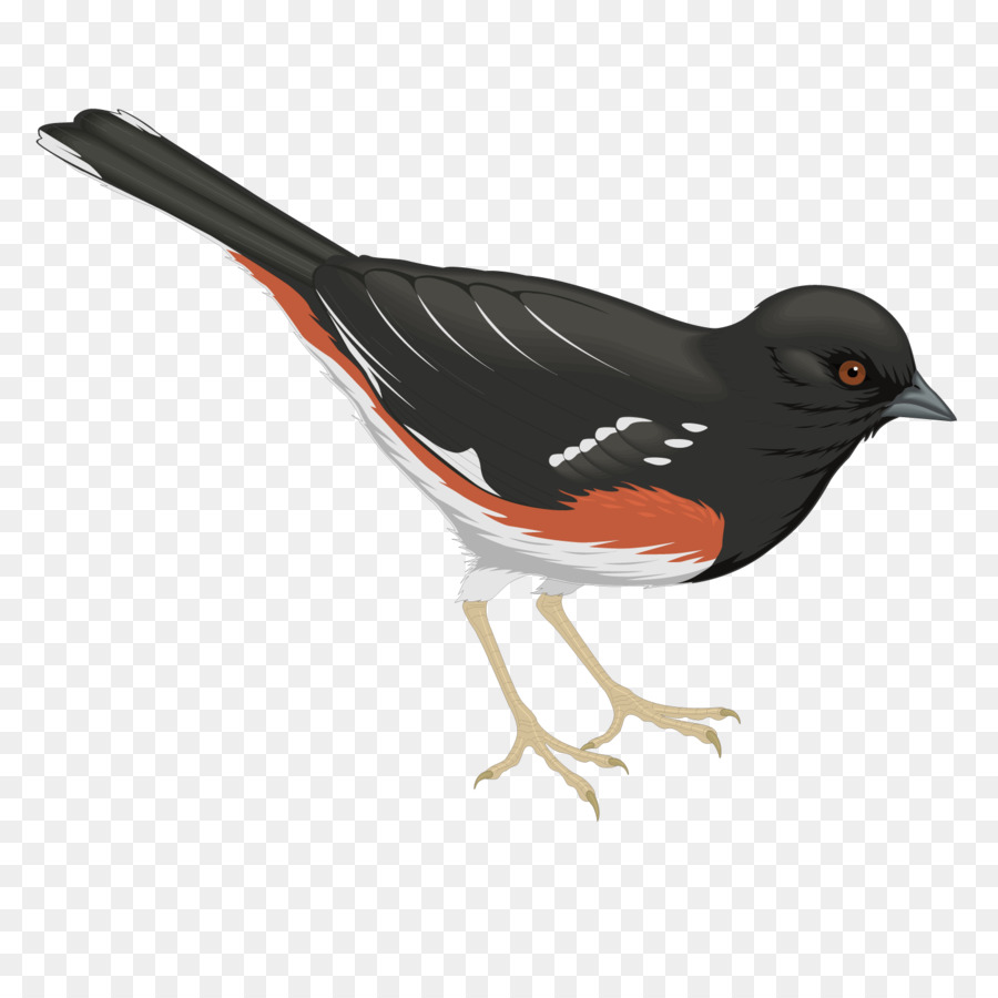 Pájaro，Común Raven PNG