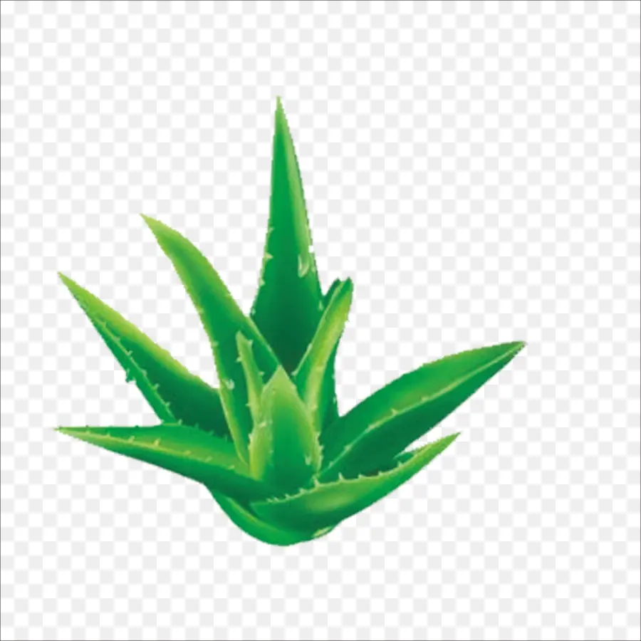 Aloe Vera，Facial PNG